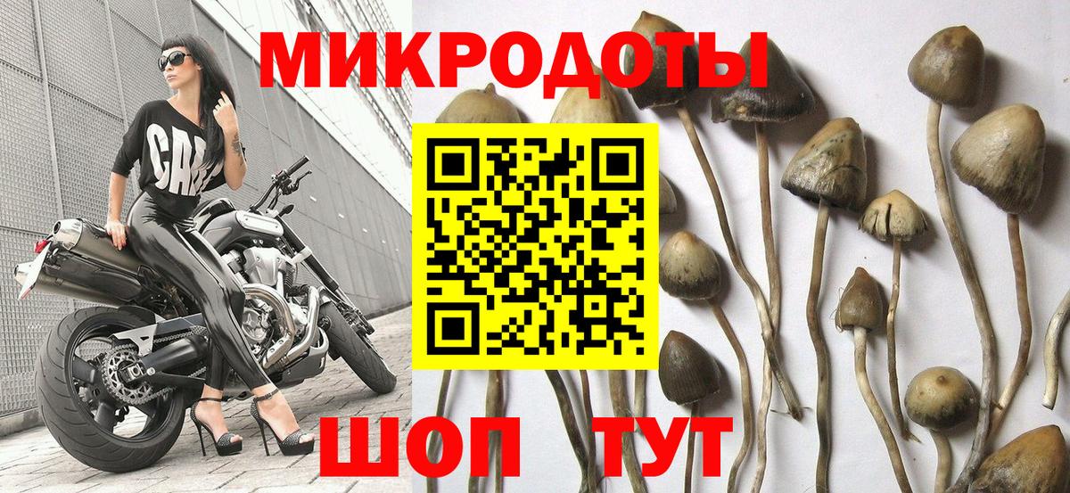 Псилоцибиновые грибы Cubensis Семилуки